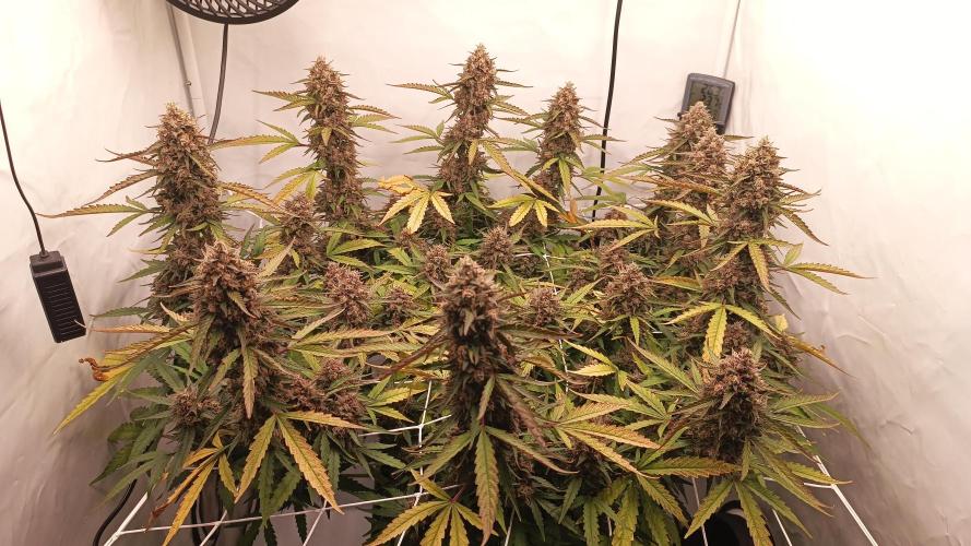 BJP OG KUSH. Week 10