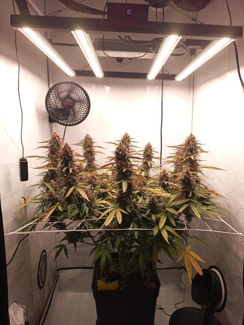 BJP OG KUSH. Week 10