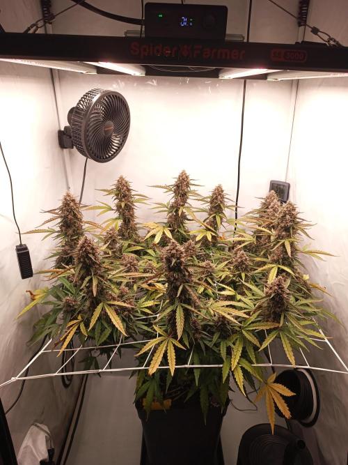 BJP OG KUSH. Week 10