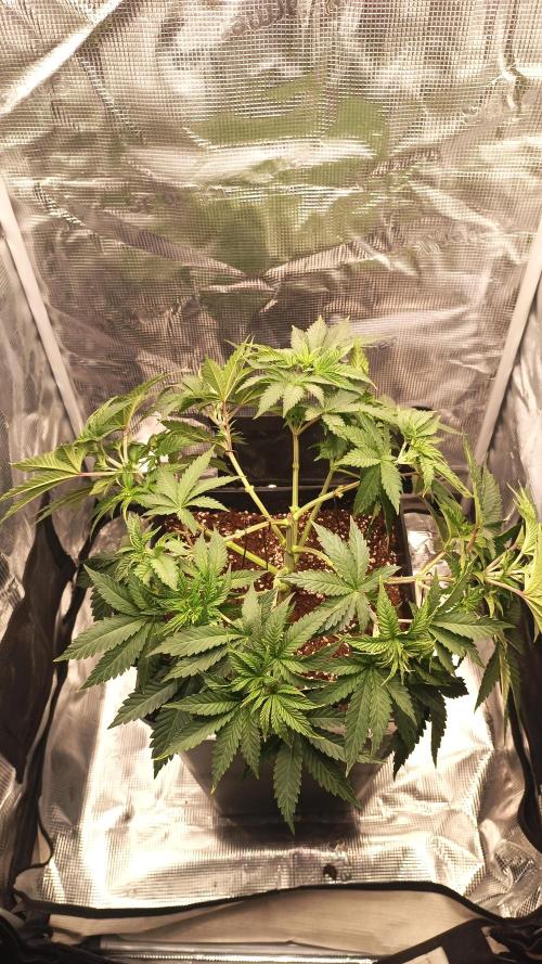 Monster Maker. Week 4