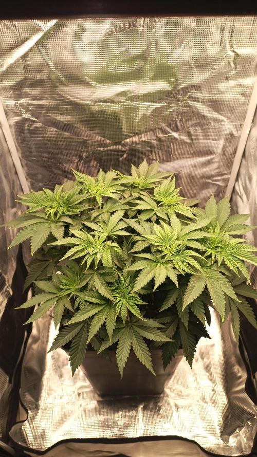 Monster Maker. Week 4