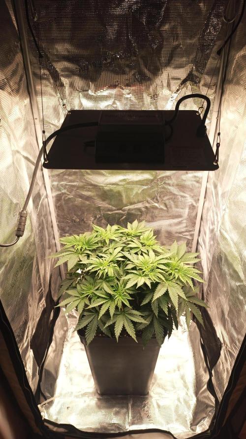 Monster Maker. Week 4