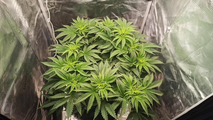 Monster Maker. Week 5