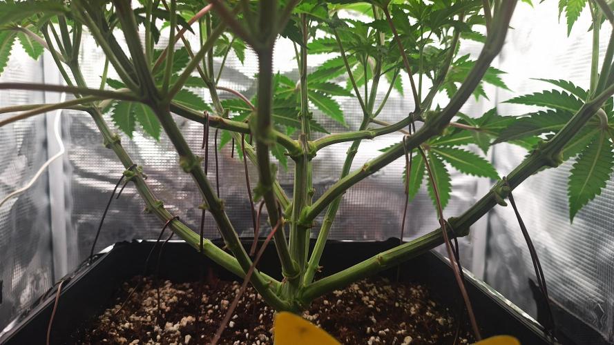 Monster Maker. Week 5