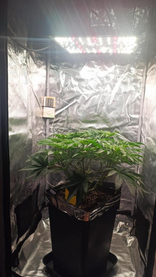 Monster Maker. Week 5