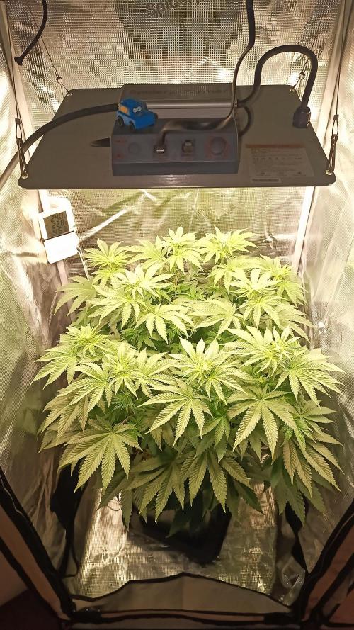 Monster Maker. Week 7