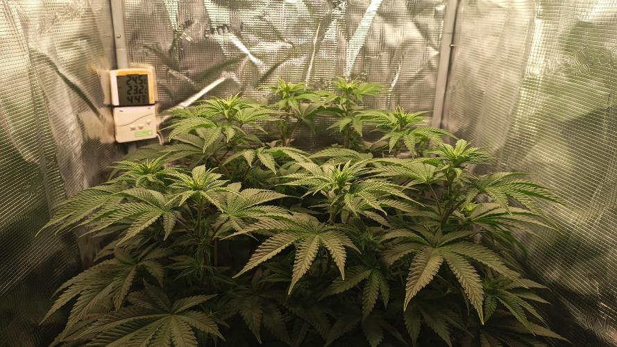 Monster Maker. Week 7