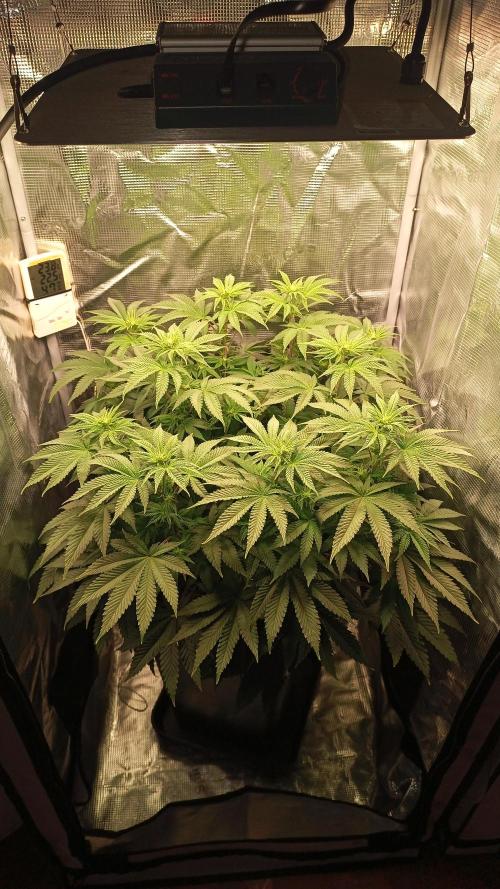 Monster Maker. Week 7