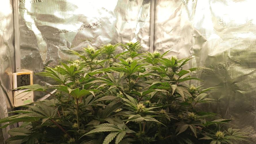 Monster Maker. Week 9