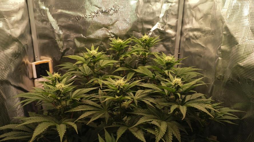 Monster Maker. Week 9