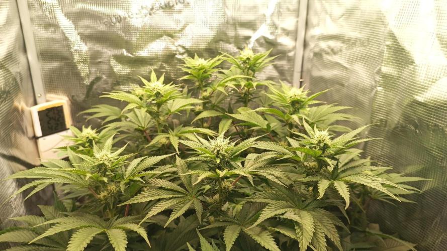 Monster Maker. Week 9
