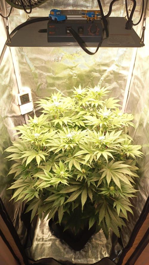Monster Maker. Week 9