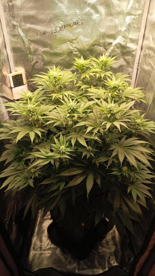 Monster Maker. Week 9