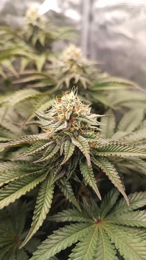 Monster Maker. Week 11
