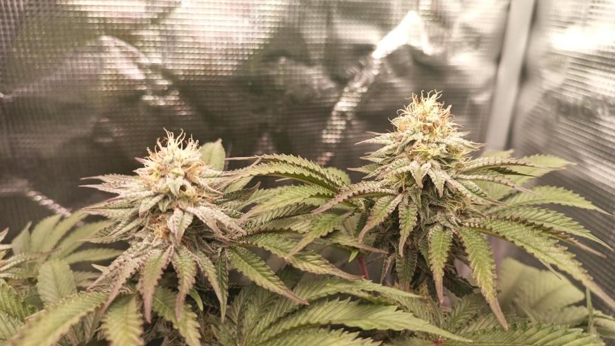 Monster Maker. Week 11