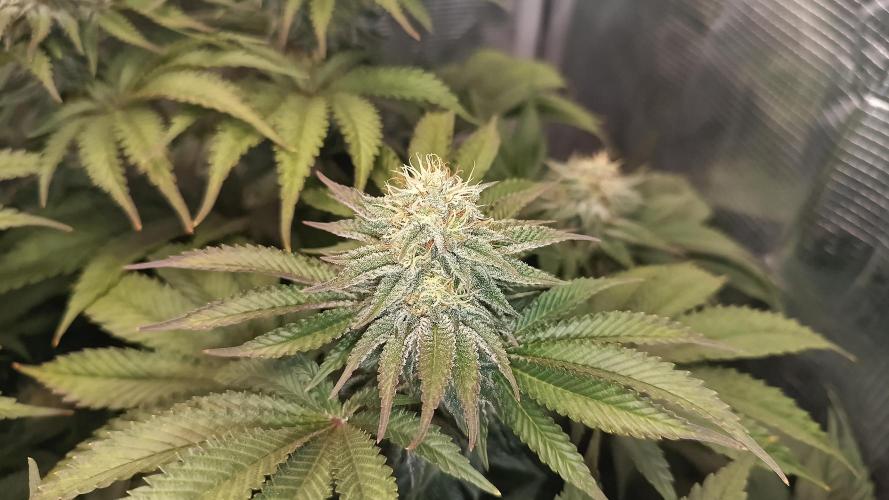 Monster Maker. Week 11