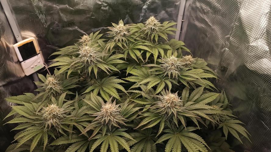 Monster Maker. Week 11