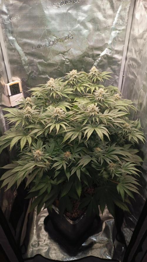 Monster Maker. Week 11