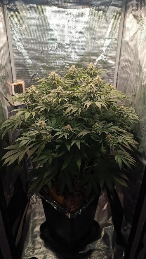 Monster Maker. Week 11