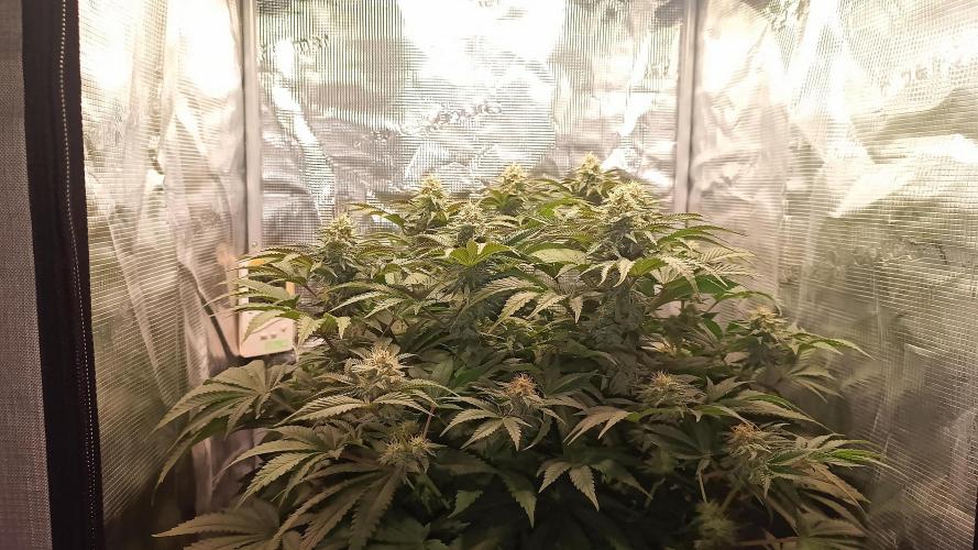 Monster Maker. Week 11