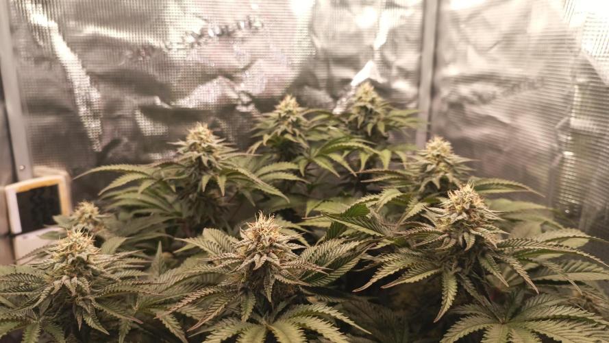 Monster Maker. Week 11