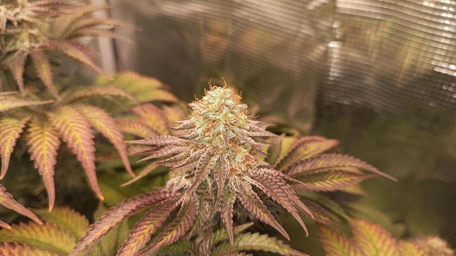 Monster Maker. Week 13