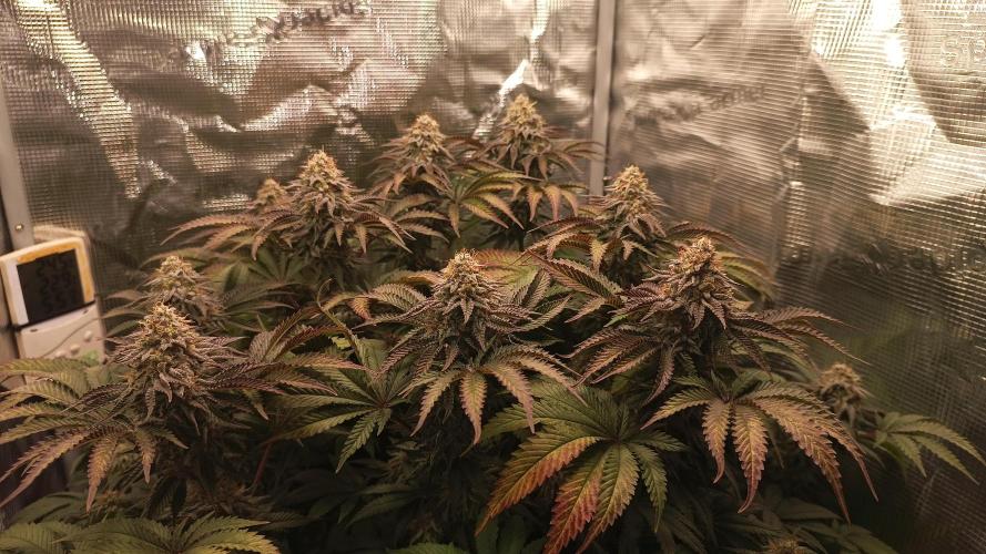 Monster Maker. Week 13