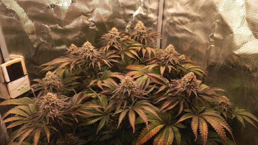 Monster Maker. Week 13