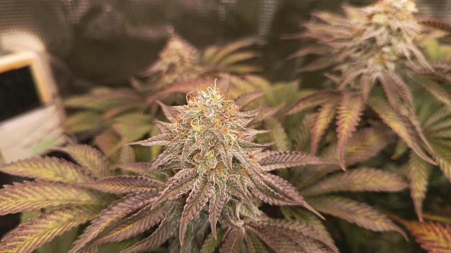 Monster Maker. Week 13