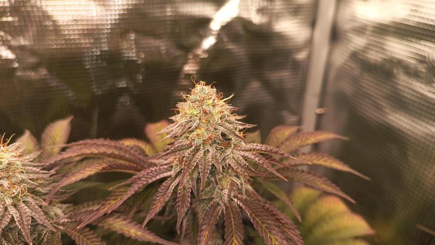Monster Maker. Week 13