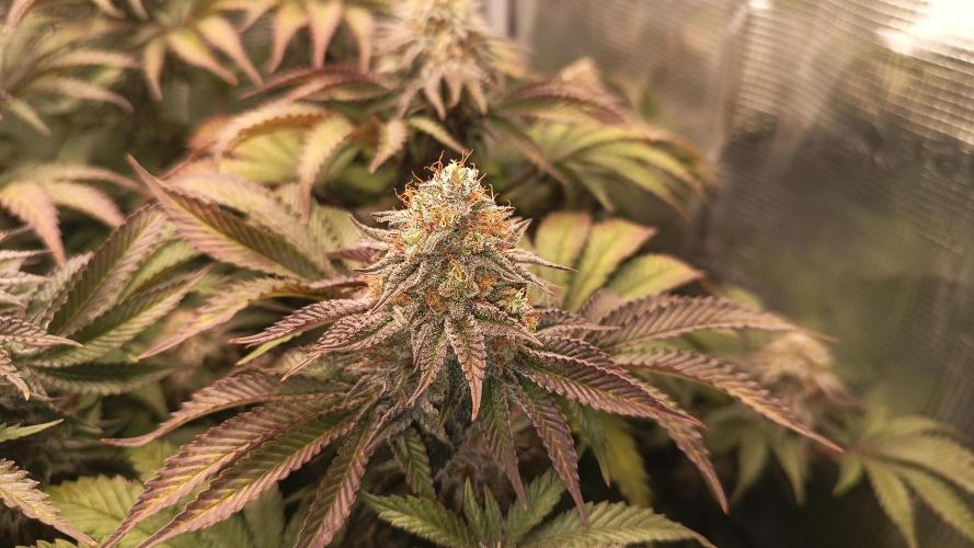 Monster Maker. Week 13