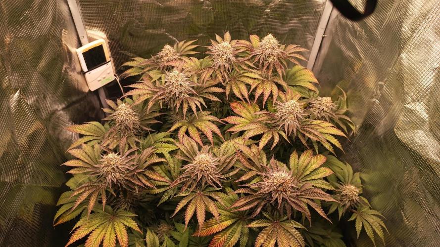 Monster Maker. Week 13