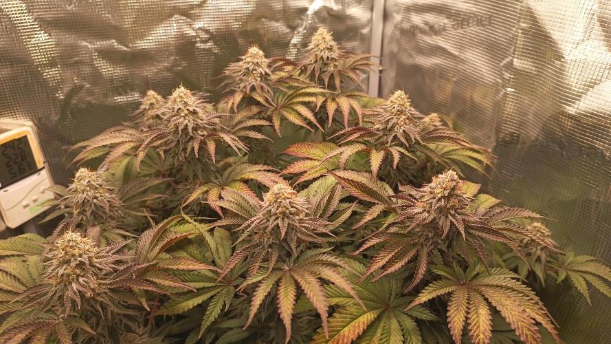 Monster Maker. Week 13