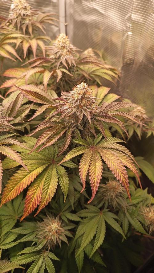 Monster Maker. Week 13