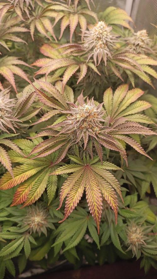 Monster Maker. Week 13