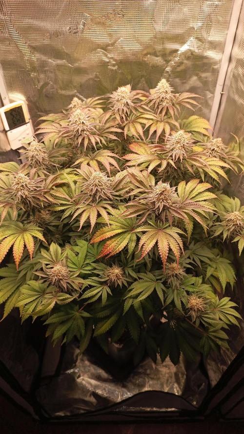 Monster Maker. Week 13