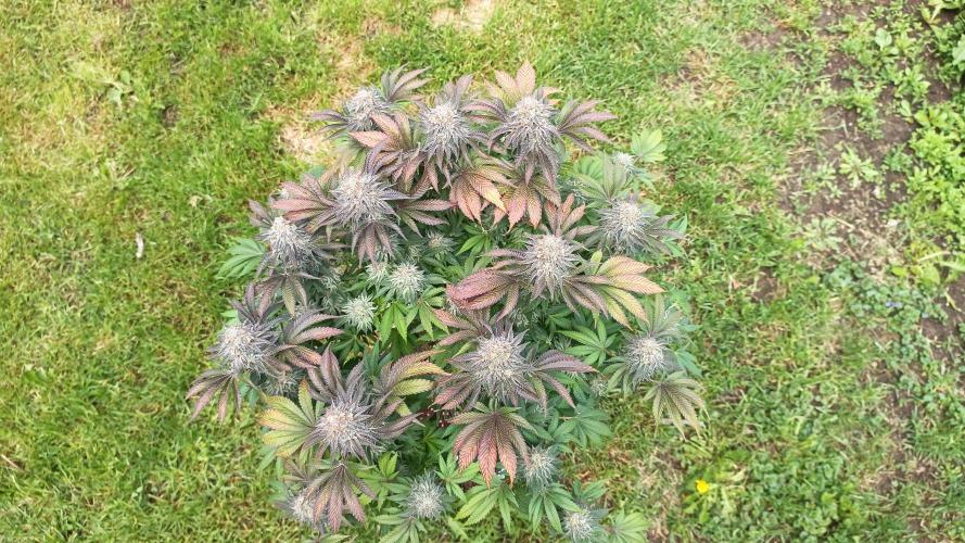 Monster Maker. Week 14