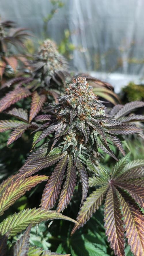 Monster Maker. Week 14