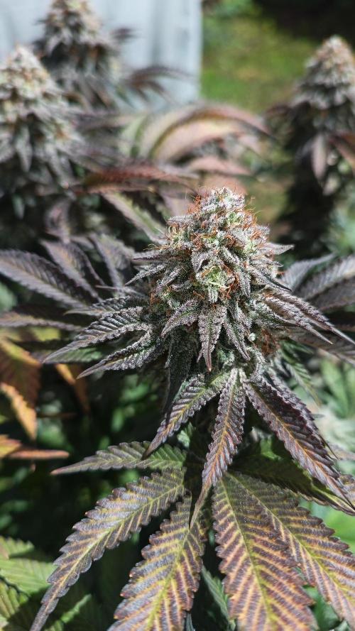 Monster Maker. Week 14