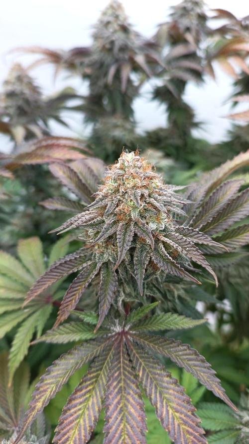 Monster Maker. Week 14