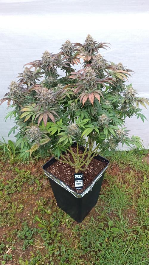 Monster Maker. Week 14