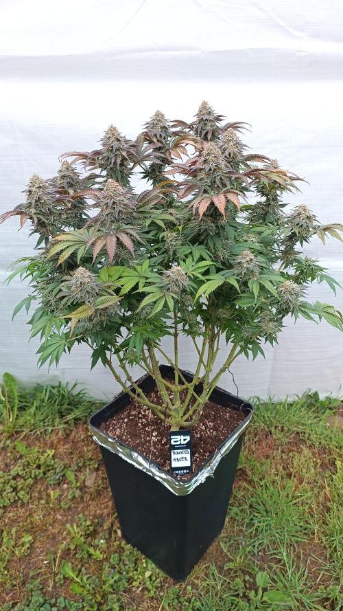 Monster Maker. Week 14