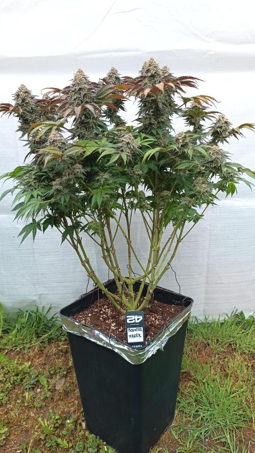 Monster Maker. Week 14