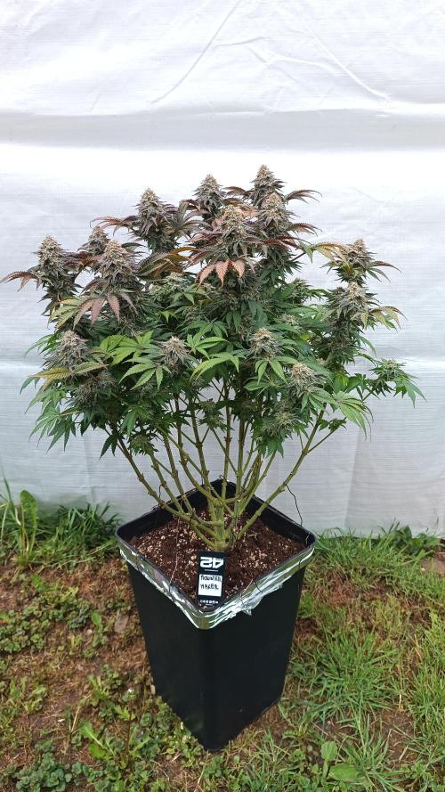 Monster Maker. Week 14