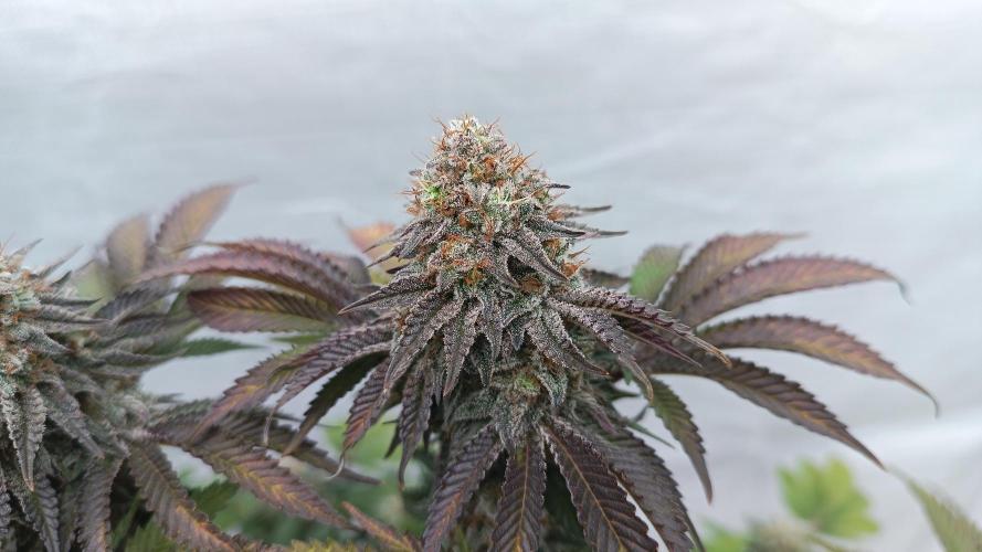 Monster Maker. Week 14