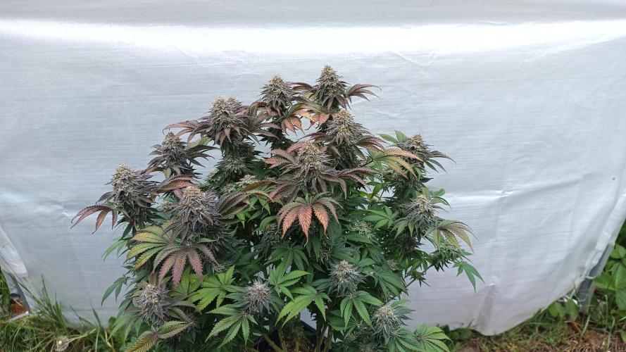 Monster Maker. Week 14