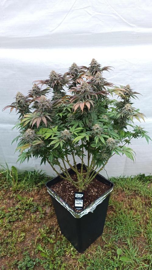 Monster Maker. Week 14