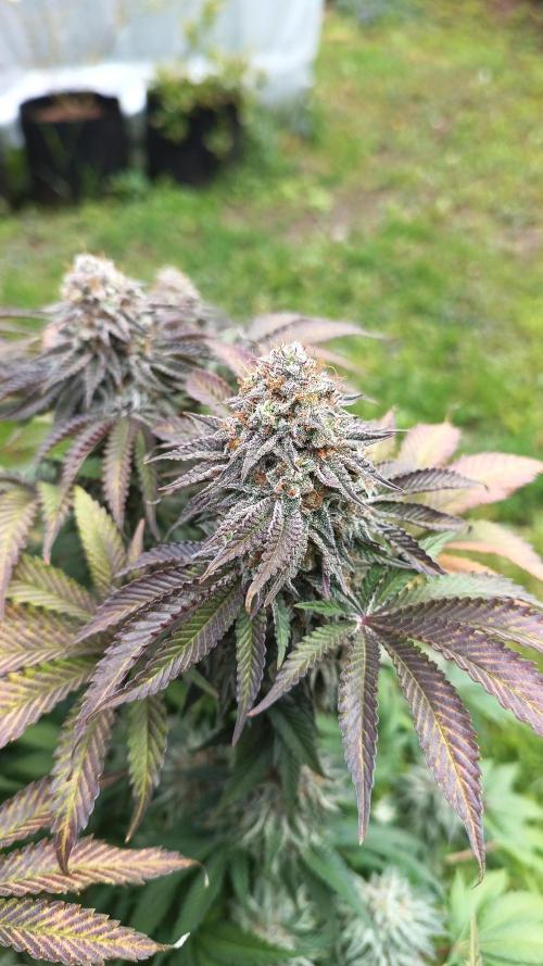Monster Maker. Week 14