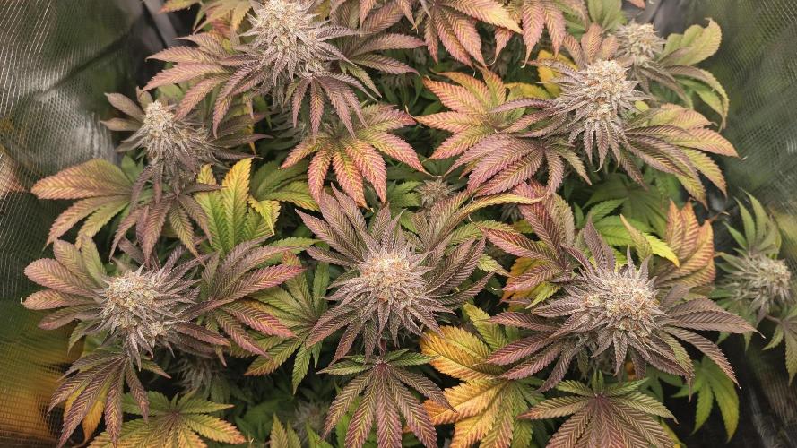Monster Maker. Week 14