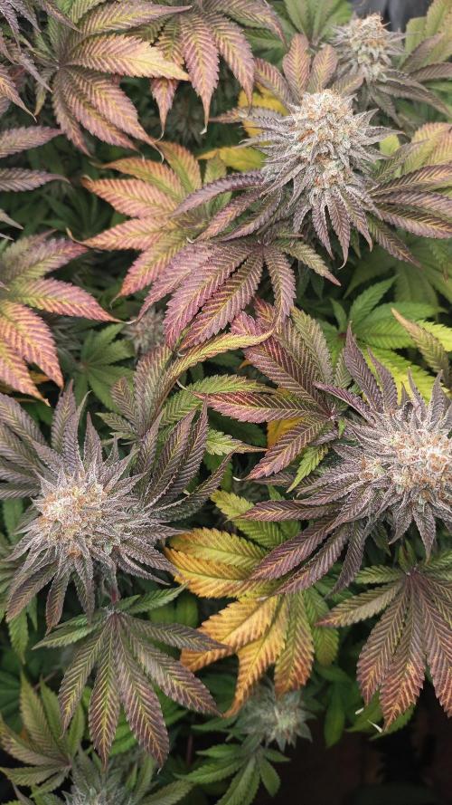 Monster Maker. Week 14